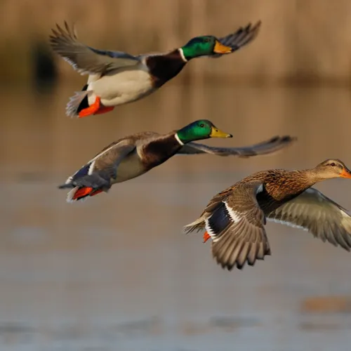 Mallard-duck-