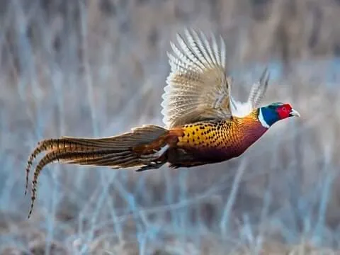 Pheasant-5