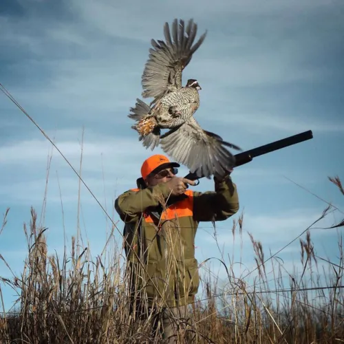 Quail Hunt-1