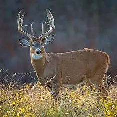 trophy-whitetail-deer-2