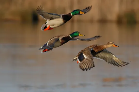 Mallard-duck-