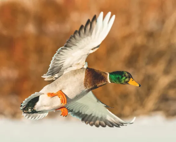 Duck-Hunting