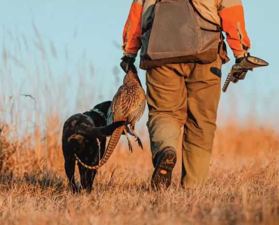 Pheasant-2